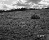 Corkins Property, Farm Field
