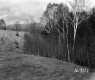 Corkins Property, Fields and Trees