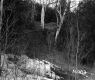 Corkins Property, View through Trees