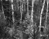 Corkins Property, Forest View