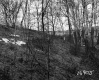 Corkins Property, Trees on Hill