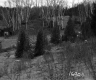Corkins Property, Trees and Shrubs on Hill