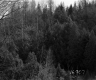 Citizens Utilities Company Property, Forest View