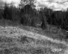 Citizens Utilities Company Property, Trees on Hill