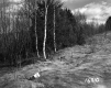 Citizens Utilities Company Property, Field and Forest