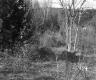 Citizens Utilities Company Property, View through Trees
