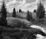 Citizens Utilities Company Property, Trees and Shrubs on Hill