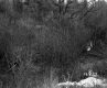 Byers Property, Shrubs and Trees