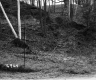 Cooke Property, Trees on Hill