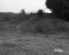 Greaves Property, Trees and Shrubs
