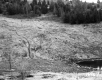 Greaves Property, Field and Trees