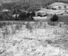 Greaves Property, Rolling Hills