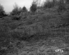 Greaves Property, Trees and Shrubs on Hill