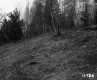 Greaves Property, Trees on Hill