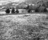 Greaves Property, Rolling Hills