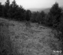 Weston Property, Field and Forest