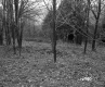 Weston Property, View through Trees
