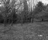 Weston Property, View toward Trees