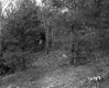 Weston Property, Trees on Hill