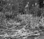 Dente Property, Plants and Trees