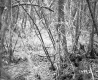 Dente Property, View through Trees