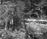 Dente Property, Forest View