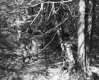 Dente Property, View through Trees