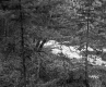 Dente Property, View through Trees