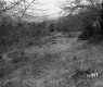 Hoare Property, Trees and Shrubs on Hill