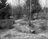 Hoare Property, Trees and Shrubs
