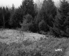 Hoare Property, Field and Forest