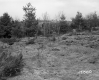 Hoare Property, Trees and Shrubs in Field