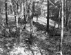 Hitchcock Property North View of Trees