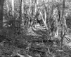 Hitchcock Property Woods with Fallen Trees