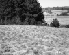 Hitchcock Property, Hilly Meadow