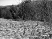 Hitchcock Property, Deciduous Trees
