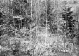 Citizens Utility Property Northeast View Trees with River