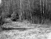 Citizens Utility Property North View of Trees with Pole