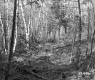Schuler Property North View Trees