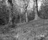 Schuler Property West View of Trees
