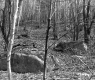 Schuler Property Northeast View of Trees and Rocks
