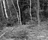 Schuler Property North View Birch Trees