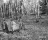 Schuler Property Northeast View of Birch Trees