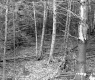 Schuler Property Northwest View of Trees