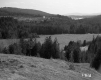 Hackett Property, Meadow