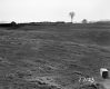 Hackett Property, Meadow