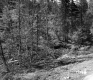 View of Trees Near Bridge