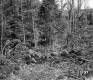 Fallen Trees Near Bridge