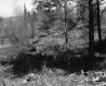 Sparsely Populated Trees Near Bridge