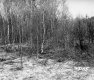 Hitchcock Property North View of Birch Trees